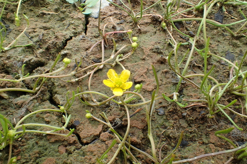 Ranunculus reptans — photo