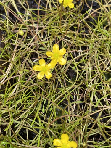 Ranunculus reptans — photo