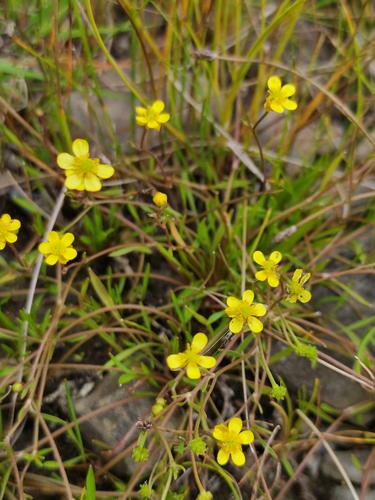 Ranunculus reptans