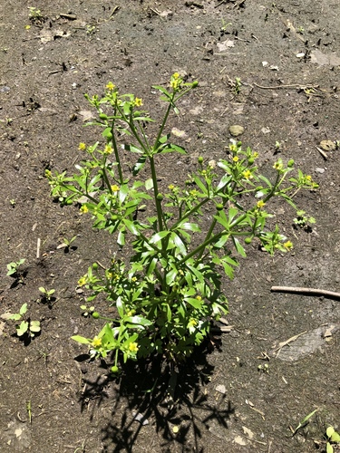 Ranunculus scleratus (Buttercup) — photo