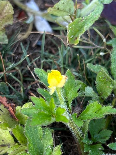 Ranunculus sieboldii — photo