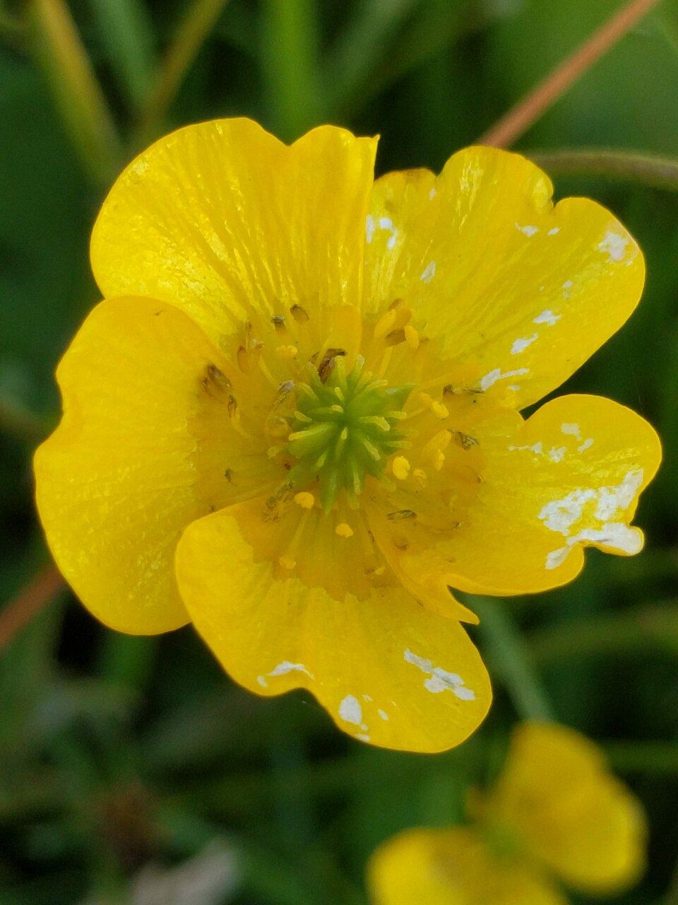 Ranunculus sp. — photo