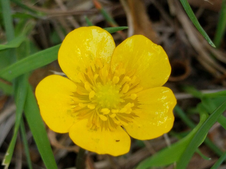 Ranunculus sp.