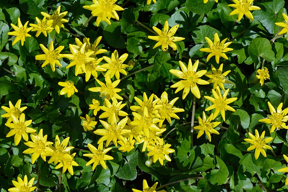 Ranunculus vernus (Lesser Celadine) — photo