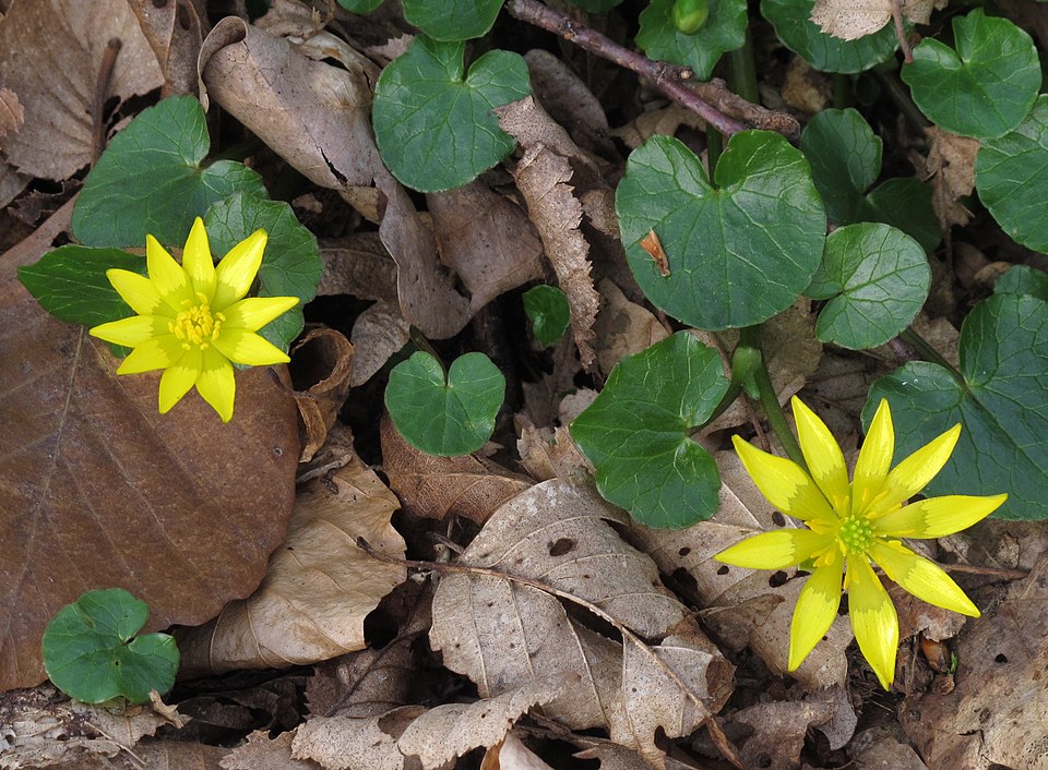 Ranunculus vernus