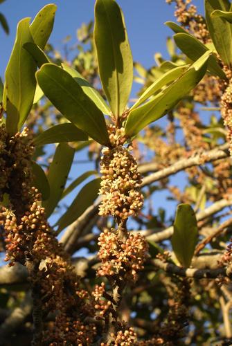 Rapanea melanophloeos (Cape beech) — photo