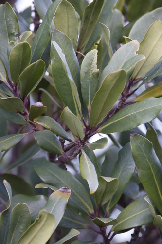 Rapanea melanophloeos