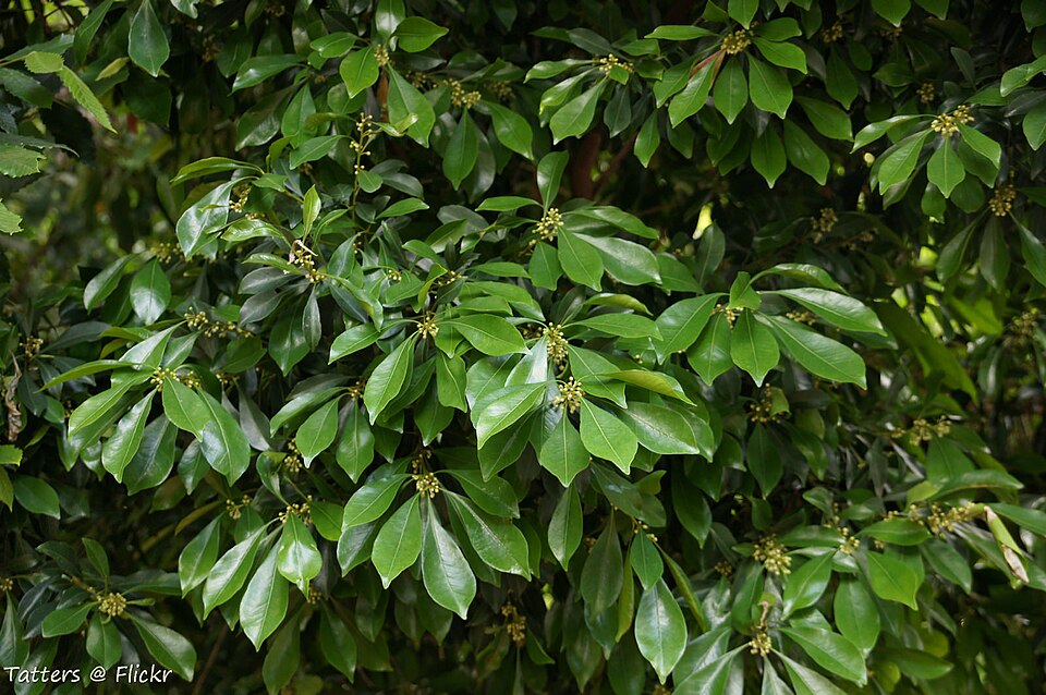 Rapanea variabilis (Muttonwood) — photo