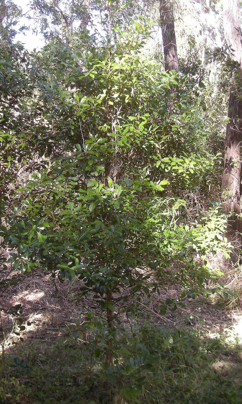 Rapanea variabilis