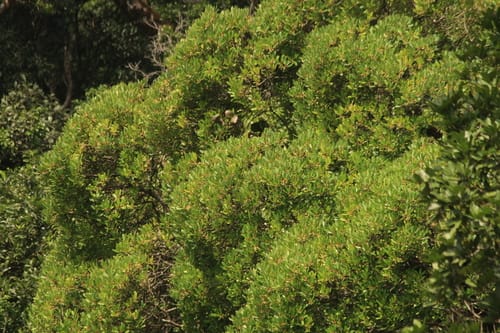 Rapanea wightiana — photo