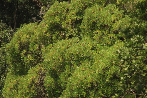 Rapanea wightiana