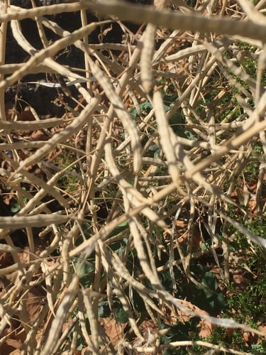 Raphanus landra (Radish) — photo