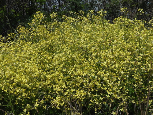 Raphanus landra (Radish) — photo