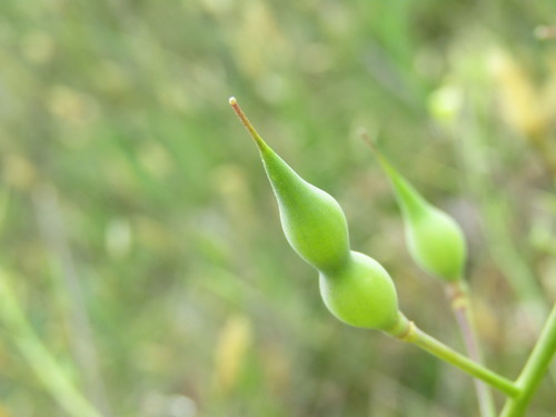 Raphanus raphanistrum subsp. rostratus (Fijjaileh) — photo