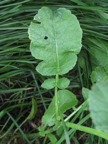 Raphanus raphanistrum subsp. rostratus (Fijjaileh) — photo