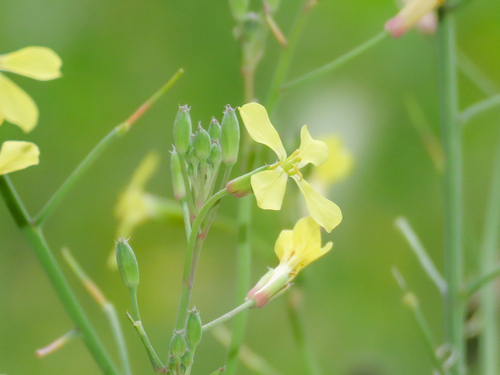 Raphanus raphanistrum (Wild radish) — photo
