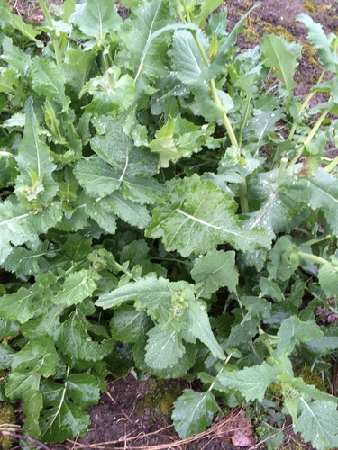 Raphanus sativus (Radish) — photo