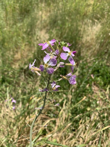 Raphanus sativus var. caudatus (Rat-tail radish) — photo