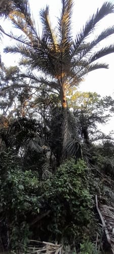 Raphia australis (Kosi palm) — photo