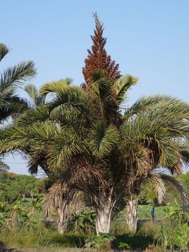 Raphia australis