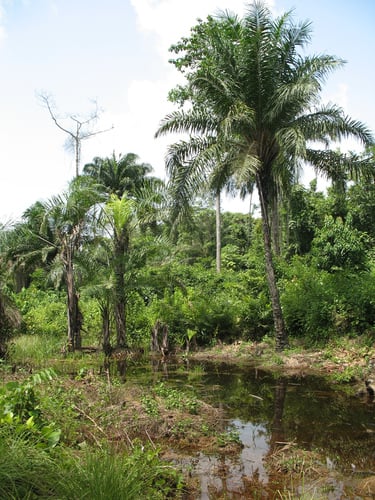 Raphia hookeri (Giant raffia palm) — photo
