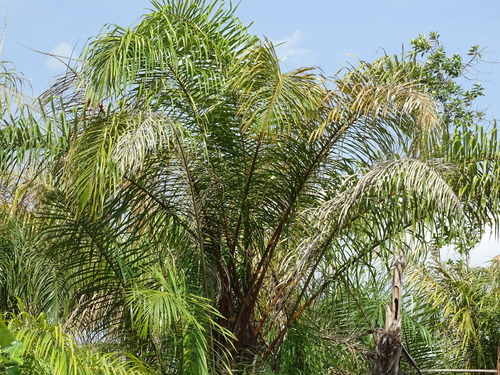 Raphia hookeri