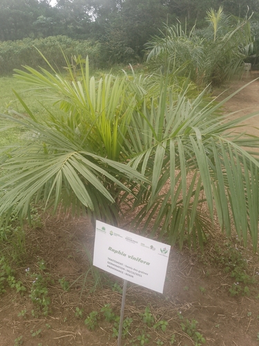 Raphia mambillensis
