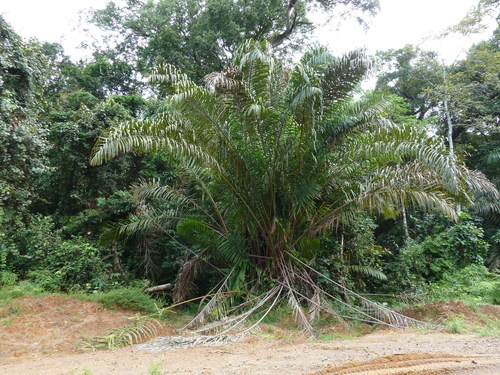Raphia palma-pinus (Thatch palm) — photo