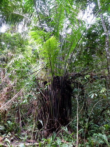 Raphia palma-pinus