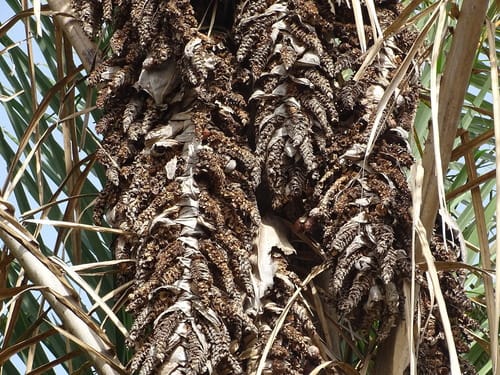 Raphia sudanica (Northern Raphia palm) — photo