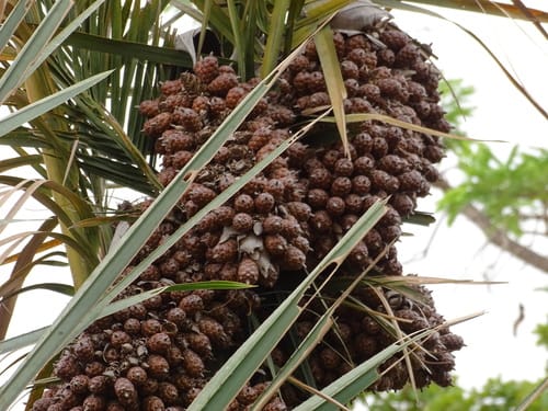Raphia sudanica (Northern Raphia palm) — photo