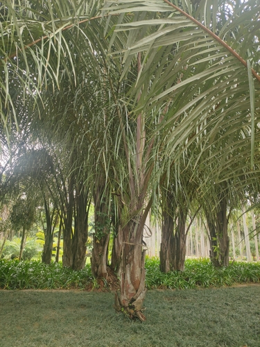 Raphia vinifera