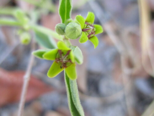 Raphionacme burkei (Bi) — photo
