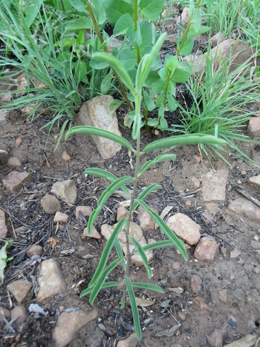 Raphionacme burkei