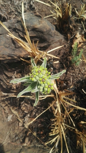 Raphionacme galpinii (Galpin's raphio) — photo