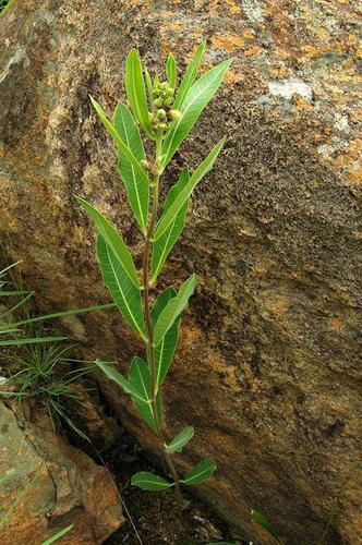 Raphionacme galpinii (Galpin's raphio) — photo