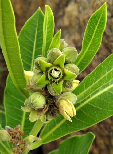 Raphionacme galpinii