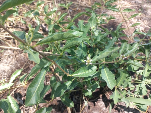 Raphionacme lanceolata (Water root) — photo