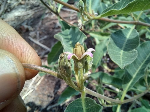 Raphionacme lanceolata (Water root) — photo