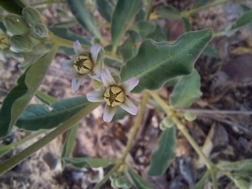 Raphionacme lanceolata