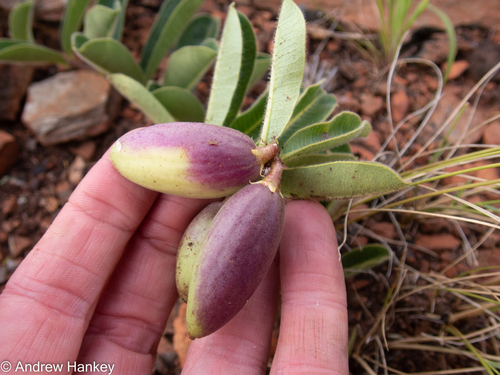 Raphionacme procumbens (Creeping raphio) — photo