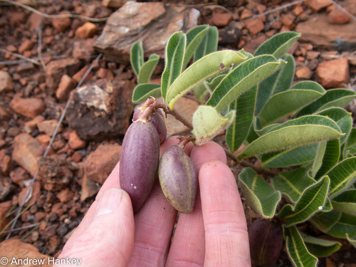 Raphionacme procumbens (Creeping raphio) — photo
