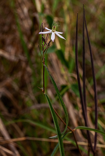 Raphionacme splendens subsp. bingeri