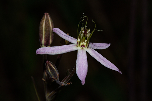 Raphionacme splendens — photo