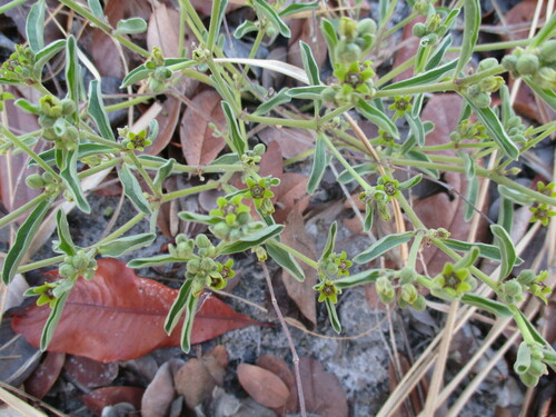 Raphionacme velutina (Bushman water root) — photo