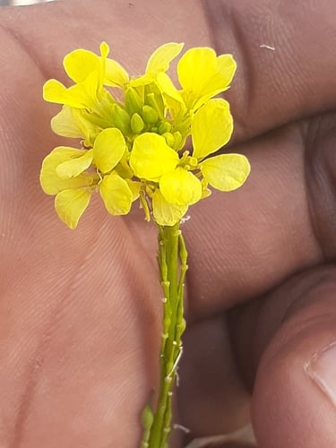 Rapistrum rugosum (Turnip Weed) — photo