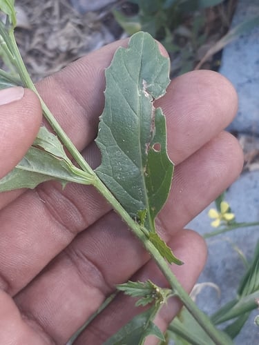 Rapistrum rugosum (Turnip Weed) — photo