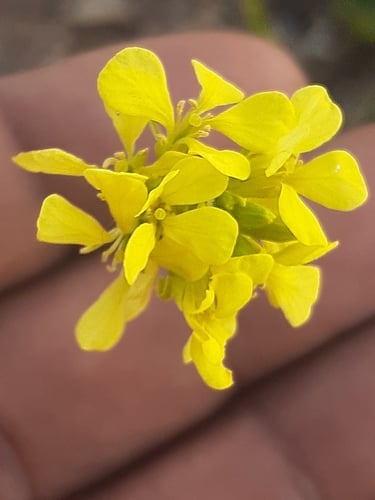 Rapistrum rugosum