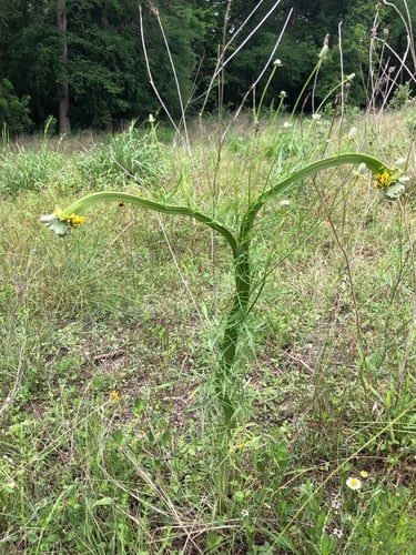 Ratibida columnifera (Prairie coneflower) — photo