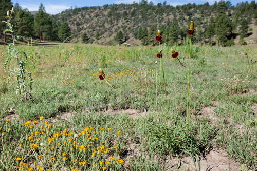 Ratibida columnifera (Prairie coneflower) — photo